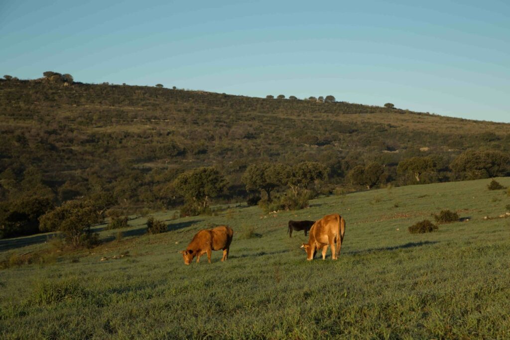 Vacas pastando tranquilamente en la hierba de invierno de la dehesa. Tras la siembra hay una loma cubierta de encina, hierba y matorral.