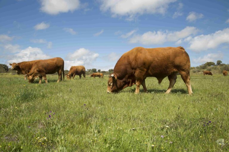 Ganadería sostenible Delirio Res (ganadería en extensivo) donde las reses viven el libertad y se alimentan de productos del campo como estos pastos.